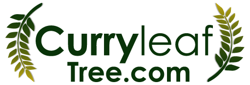 Curry Leaf Tree / Happy Exotics