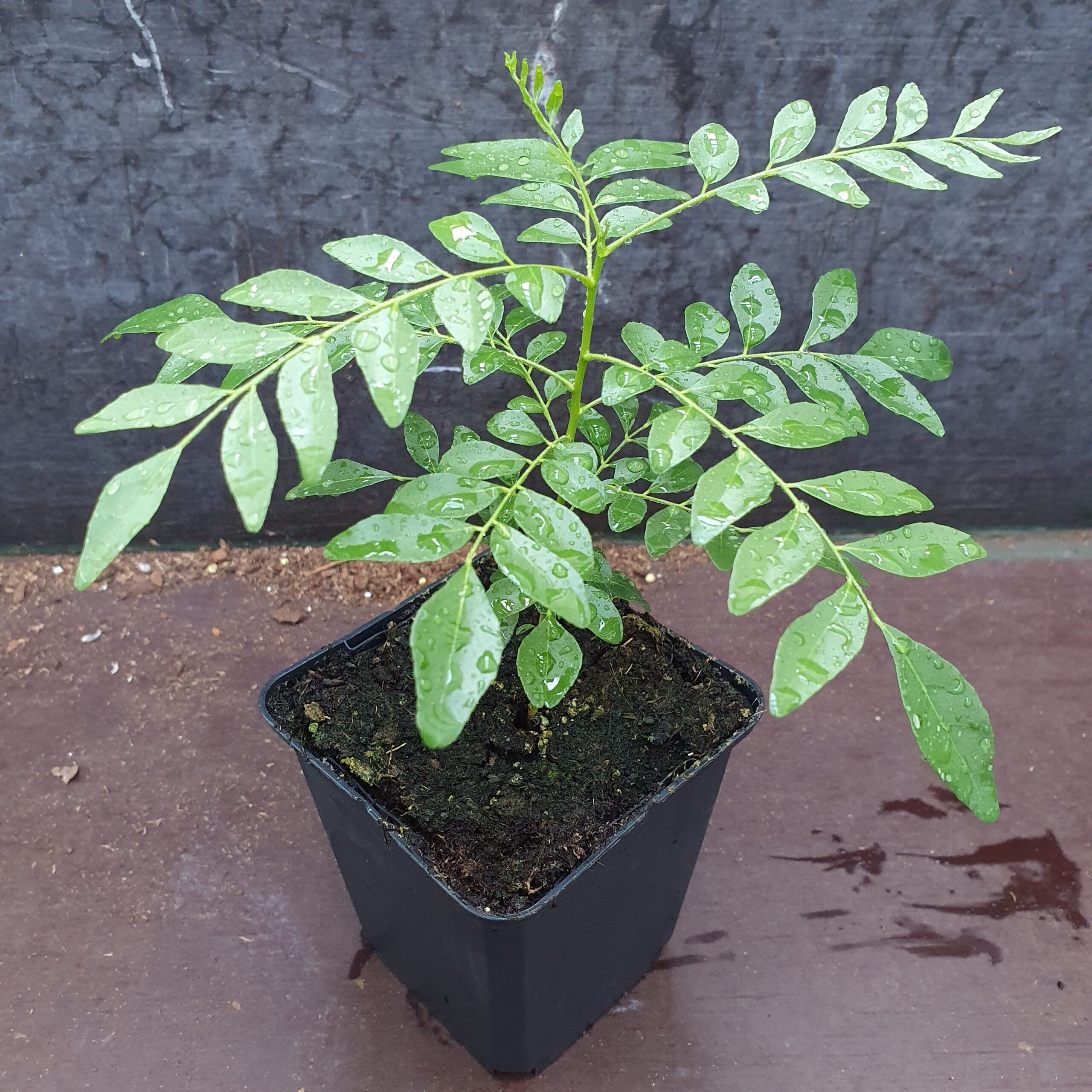 20 Super happy curry leaf plant for fresh leaves