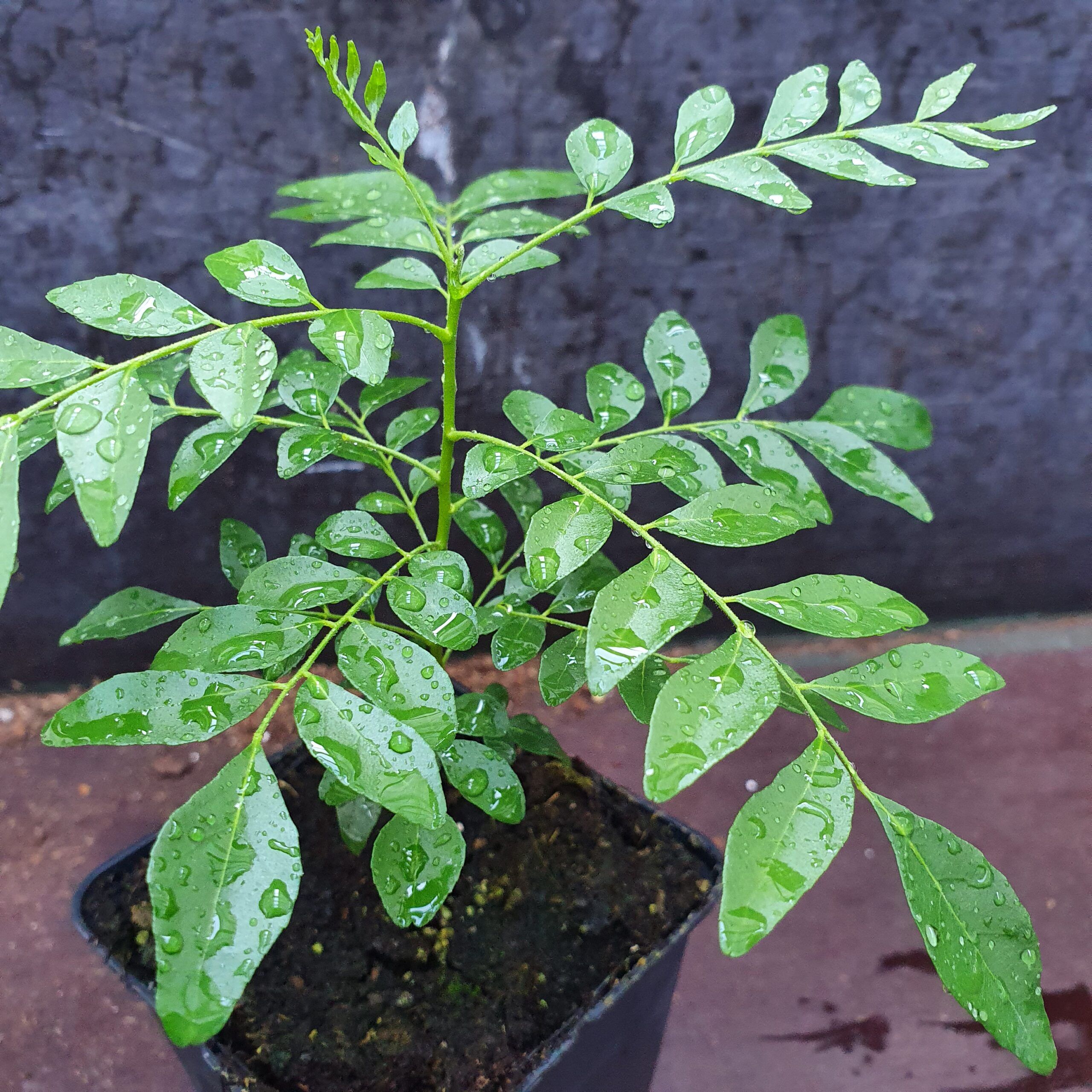 Details about   Curry Leaf Plant indian single plant 6" to 7 " Murraya Koenigii inches 