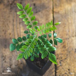1 Super happy curry leaf plant for fresh leaves and cooking