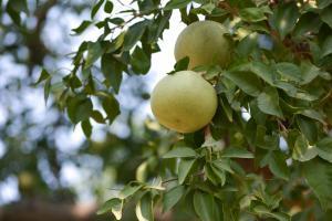Bael fruit on tree 1000x667 1