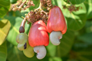 Anacardo fruta del árbol nuez manzana