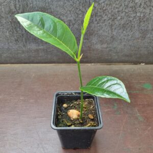 Jackfruit tree plant