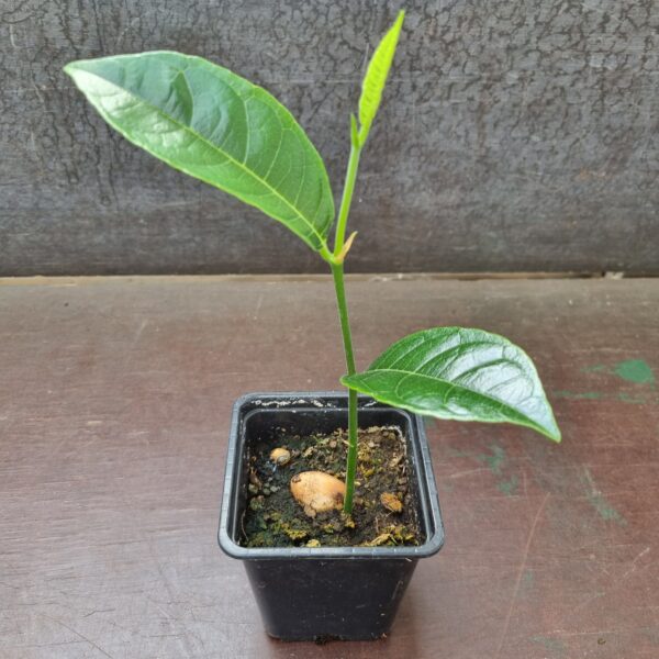 Jackfruit tree plant
